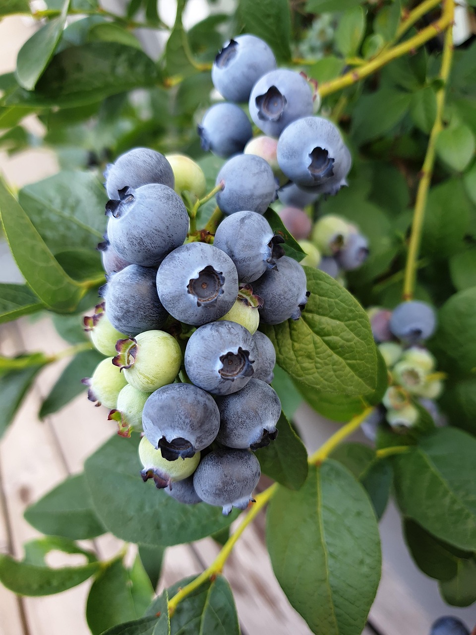 blueberry, blueberries, fruit, food, healthy, fresh, berry, blue, blueberry, blueberries, blueberries, blueberries, blueberries, blueberries